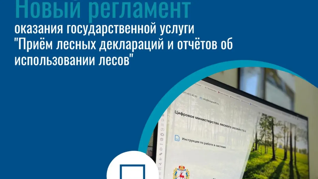 В России изменится порядок подачи лесных деклараций и отчетов об использовании лесов
